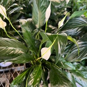 Meet your Posher, Sonia